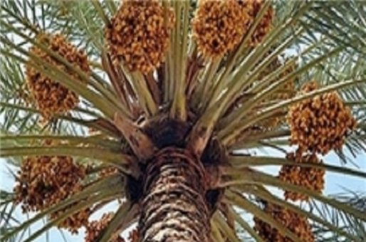 زائران راهیان نور با خرید سوغات محلی به اشتغال خوزستان کمک می‌کنند