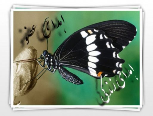 زهرای 20 ساله به 4 نفر زندگی دوباره بخشید