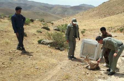 میش وحشی در سقز مداوا و به دامن طبیعت بازگشت