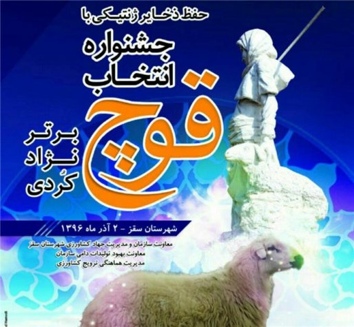 جشنوارۀ انتخاب قوچ برتر نژاد کُردی در سقز برگزار می شود