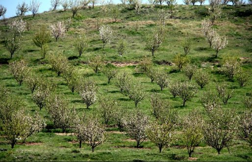 باغداران کردستانی سرمای دیرس بهاره را جدی بگیرند