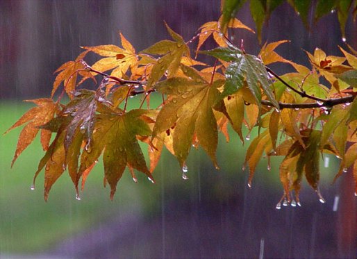 آسمان کردستان تا روز یکشنبه بارانی است