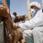 مایه کوبی 91 هزار رأس دام سبک و سنگین علیه بیماری تب برفکی در سقز