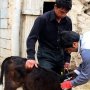 آغاز فاز دوم واکسیناسیون رایگان تب برفکی در سقز
