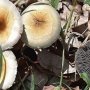 مسمومیت ۲۲۲ کردستانی بر اثر مصرف قارچ های سمی از ابتدای امسال