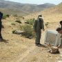 میش وحشی در سقز مداوا و به دامن طبیعت بازگشت