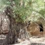 درختان کهنسال شهرستان سقز ثبت ملی می شوند