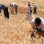 رکورد تولیدگندم شکست، قُلک دولت نشکست