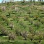باغداران کردستانی سرمای دیرس بهاره را جدی بگیرند