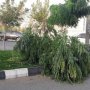 باد با سرعت 68 کیلومتر بر ساعت سقز را درنوردید