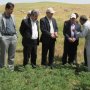 ثبت رکورد برداشت بی نظیر گندم و نخود در سقز