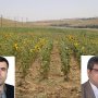 نافع علائی نیا بعنوان مدیر جهاد کشاورزی  سقز منصوب شد