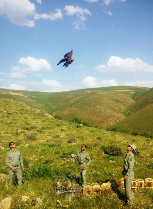 آزادی 15 قطعه کبک و عقاب در سقز