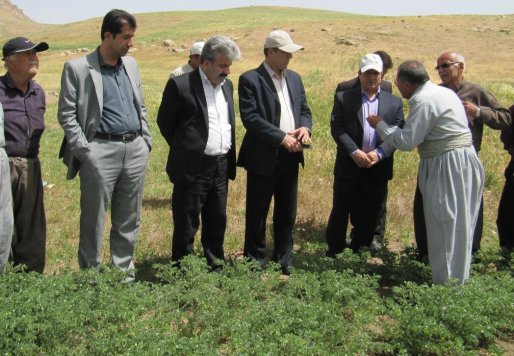 ثبت رکورد برداشت بی نظیر گندم و نخود در سقز