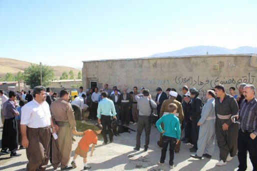 ذبح 59 رأس دام سنگین و سبک در روستای «مرخز» سقز+ عکس