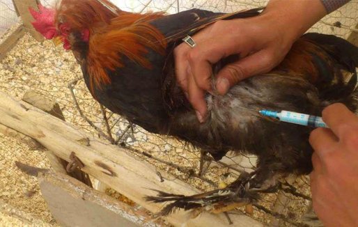 طرح واکسیناسیون طیور خانگی در 104 روستای سقز اجرا شد+عکس