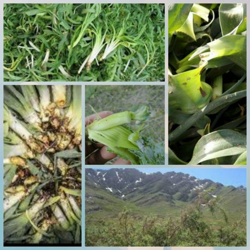 تحقیق اساتید اروپایی بر روی تنوع گیاهی منطقه سرشیو سقز