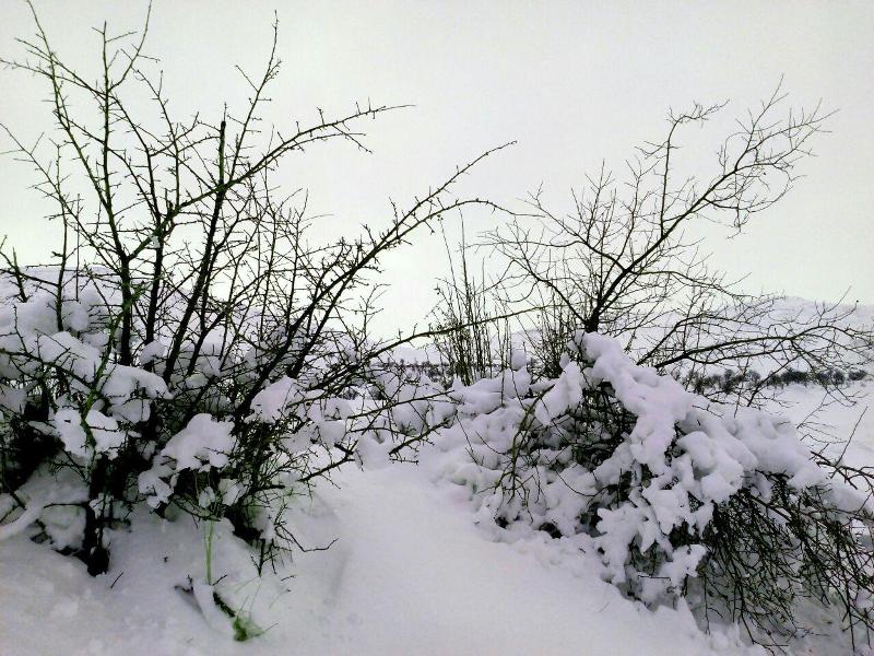 بارش برف، طبیعت برفی، تصاویری زیبا از بارش برف، برف، باران، هوای برفی، خوشحالی مردم سقز